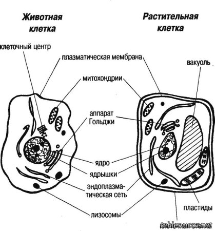 Схема растительной и животной клетки