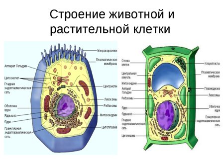 Схема строения животной и растительной клетки рисунок