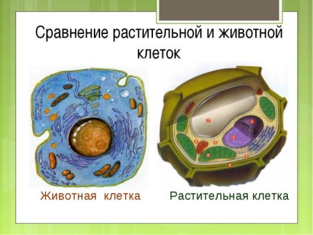 Строение клетки растения и животного сравнение