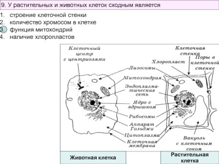 Сравнение клеток растений и животных рисунок