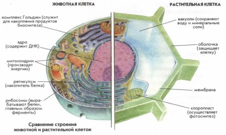 Строение животной клетки и строение растительной клетки