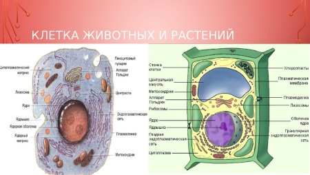 Строение растительной и животной клетки 9 класс