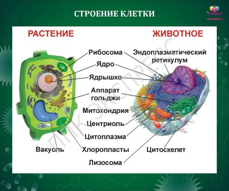 Строение живой и растительной клетки 7 класс