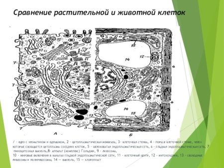 Строение клетки сравнение растительной и животной клетки