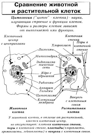 Схема растительной и животной клетки