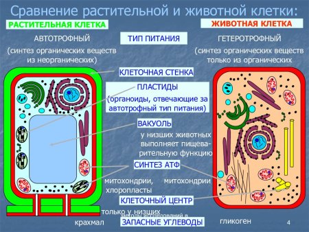 Строение клетки сравнение растительной и животной клетки