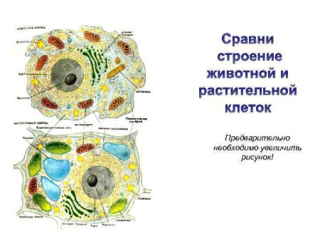 Строение эукариотической клетки рисунок животная и растительная