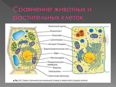 Сравнение клетки животного и клетки растения