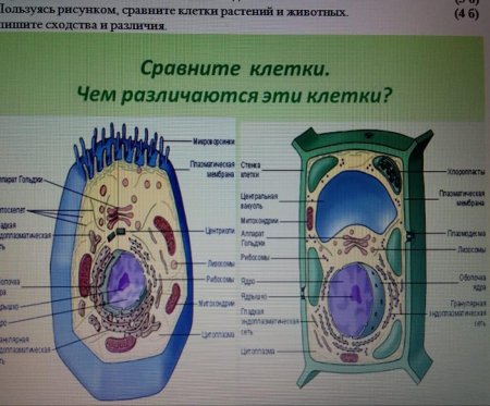 Растительная и животная клетка