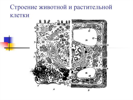 Строение растительной клетки и животной клетки