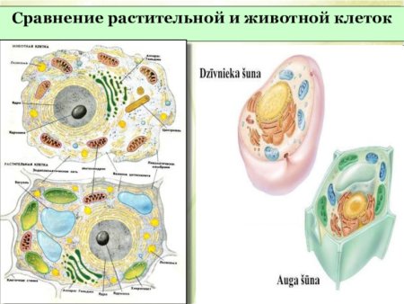 Схемы органоидов животной и растительной клеток
