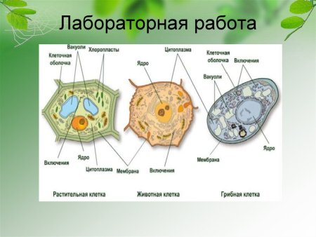 Сравнение вакуоли животной и растительной клетки