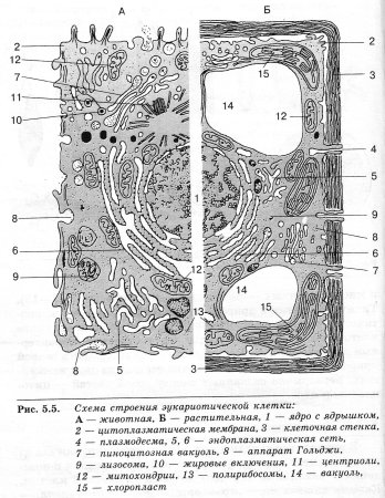 Схема строения эукариотической растительной клетки