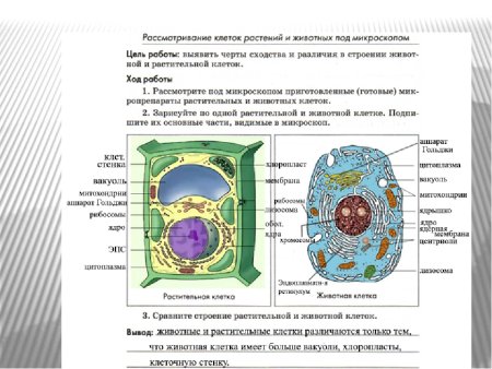 Биология 10 класс лабораторная сравнение клеток растений и животных