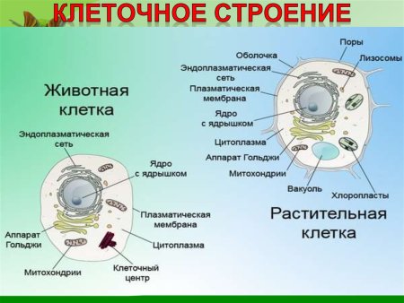 Строение растительной и животной клетки 9 класс биология