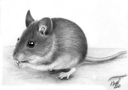 Мышонок рисунок карандашом