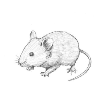 Мышка карандашом