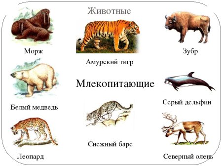 Красная книга России млекопитающие