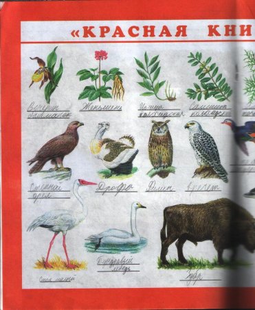 Окружающий мир 4 класс рабочая тетрадь Плешаков красная книга