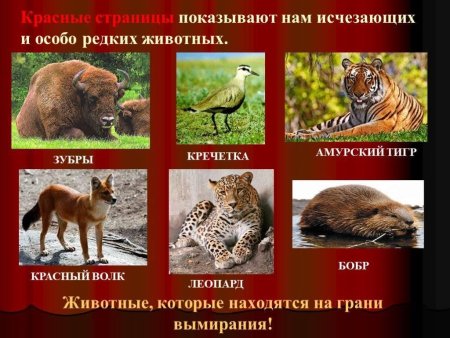 Какие животные занесены в красную книгу России