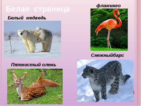 Красная книга России животные и растения