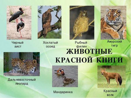 Животных и растений занесенных в красную книгу
