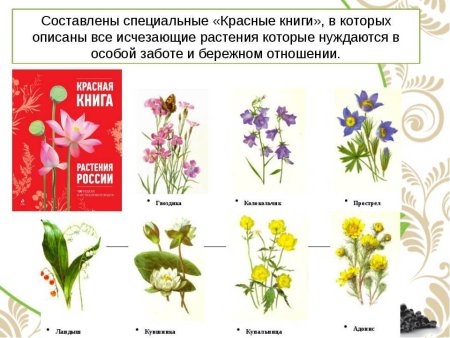 Растения и животные рисунок