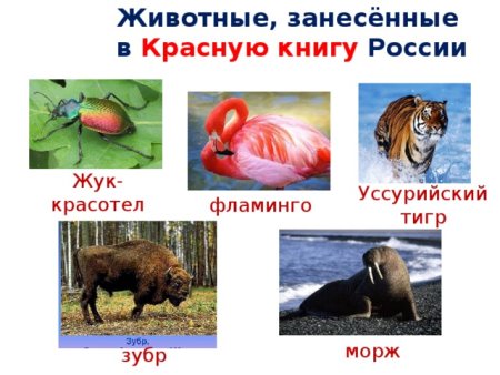 Животные и растения красной книги