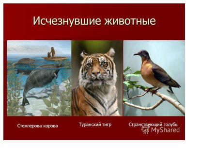 Вымершие животные из красной книги