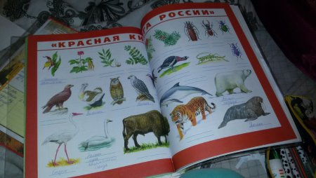 Животные и растения занесенные в красную книгу рисунки