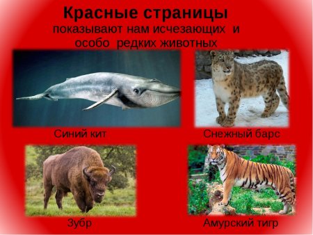 Растения Омской области занесенные в красную