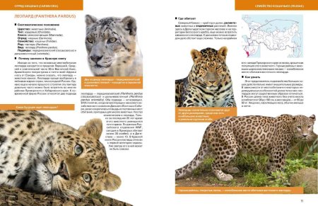 Описание животных из красной книги России описание