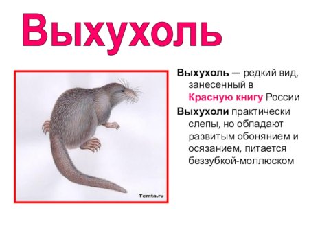 Редкие животные красной книги России с описанием