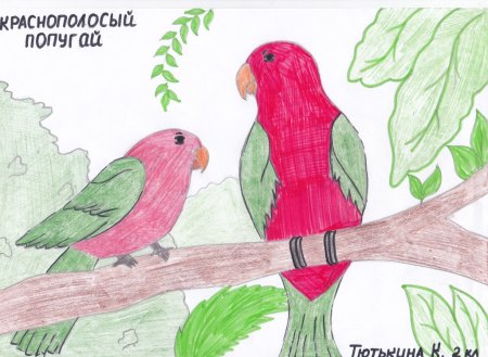 Птицы красной книги рисунок