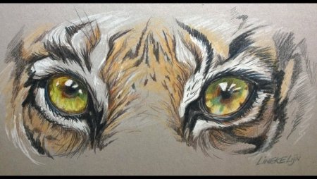 Глаз тигра карандашом