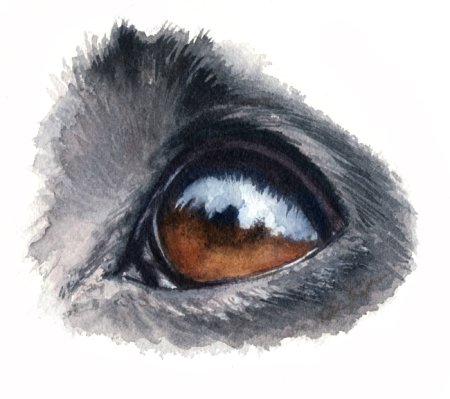 Глаз животного нарисовать