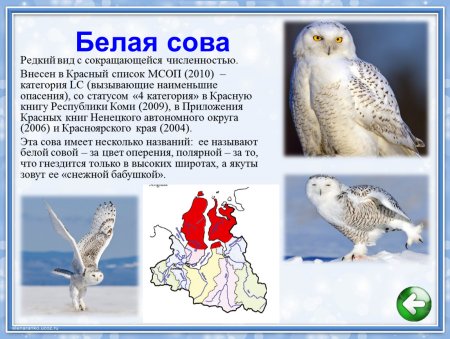 Красная книга ЯНАО животных