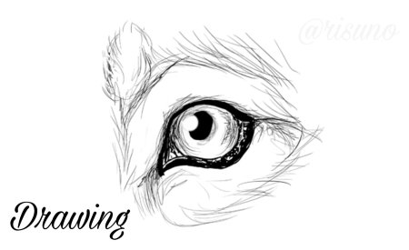 Глаза собаки рисунок