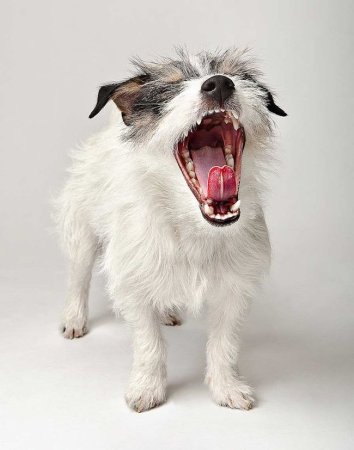 Эмоции животных