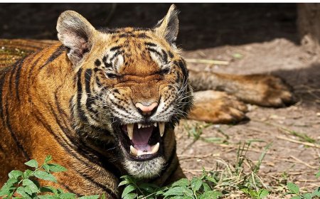 Эмоции животных картинки