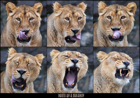 Мимика Льва