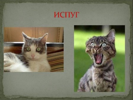 Антропоид обезьяна