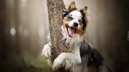 Эмоции собак