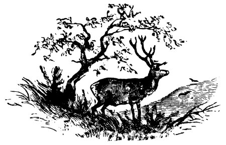 Эскизы для выжигания по дереву