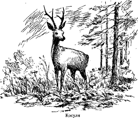 Косуля Графика