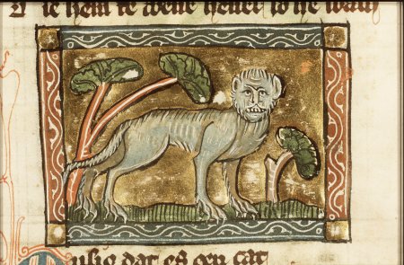 Средневековый Бестиарий кот