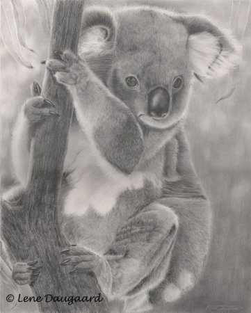 Коала рисунок карандашом