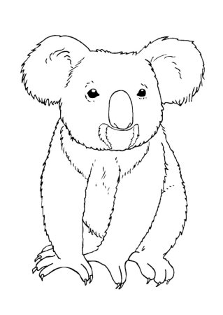 Коала. Раскраска