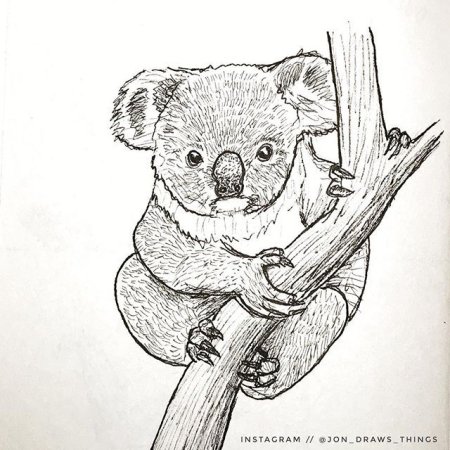 Коала рисунок карандашом