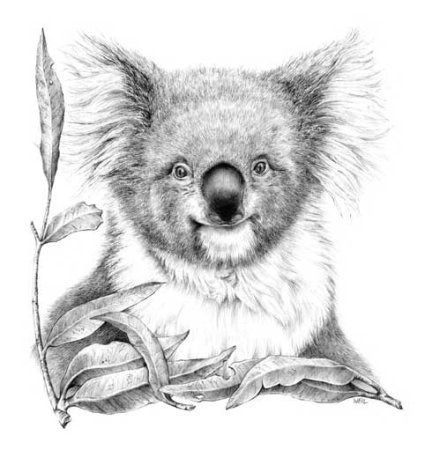 Коала рисунок карандашом